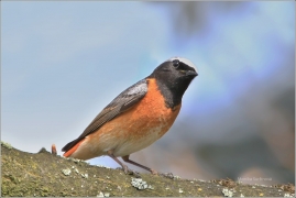 <p>REHEK ZAHRADNÍ (Phoenicurus phoenicurus) /Common redstart - Gartenrotschwanz/</p>